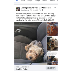 Image of Pachino, Lost Dog