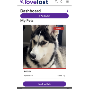 Image of Rocky, Lost Dog