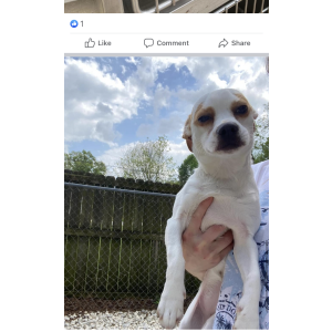 Image of Daisy, Lost Dog