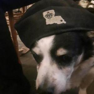 Image of Domino, Lost Dog