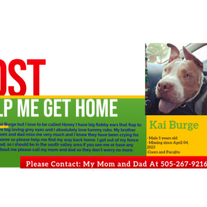 Lost Dog Kai Burge