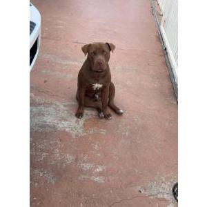 Lost Dog Chapo