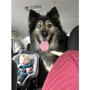 Lost Dog Skyler