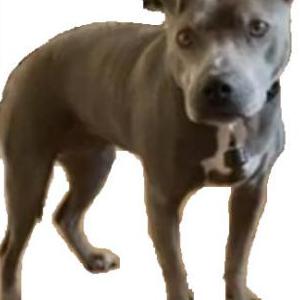 Lost Dog Penny