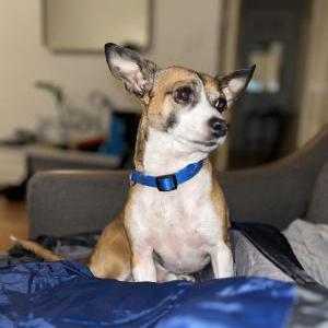 Image of Max, Lost Dog