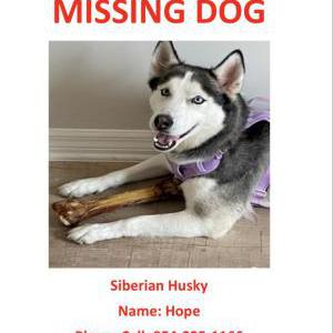 Lost Dog Hope