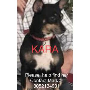 Lost Dog Kara