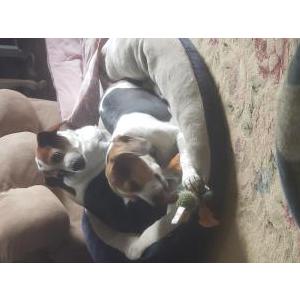 Lost Dog Milly AND Cookie