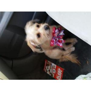 Image of Misty, Lost Dog