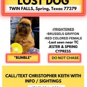 Lost Dog Bumble