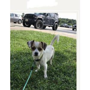 Image of Tug, Lost Dog