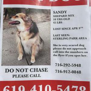 Lost Dog SANDY