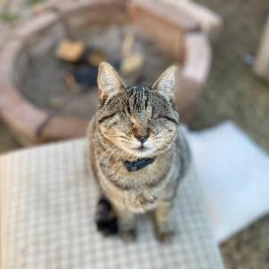 Image of Cobain, Lost Cat