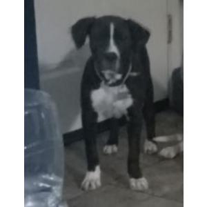 2nd Image of Hunter, Lost Dog