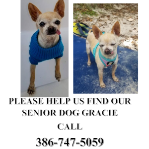 Lost Dog Gracie