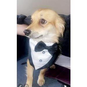 Image of Paco, Lost Dog