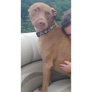 Image of Shona, Lost Dog