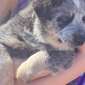 2nd Image of Guardian, Lost Dog