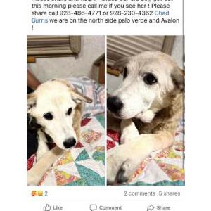 Lost Dog Malibu