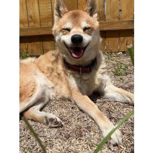 Lost Dog ruby