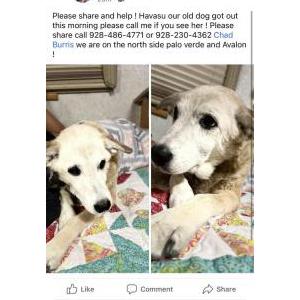 Lost Dog Malibu