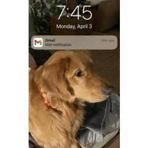 Image of Griffin, Lost Dog