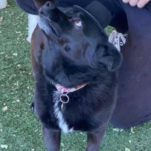 2nd Image of Augustine, Lost Dog