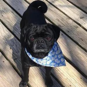 Image of Chi Chi, Lost Dog