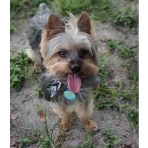 Lost Dog LUCKY