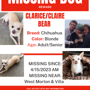 Lost Dog Clarice