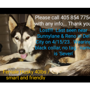 Lost Dog Seven