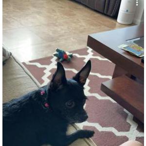 Lost Dog Hazel