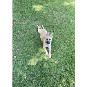 Image of Little girl, Lost Dog
