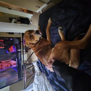 Image of Copper, Lost Dog