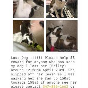 Lost Dog Bailey