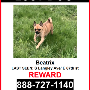 Lost Dog Beatrix