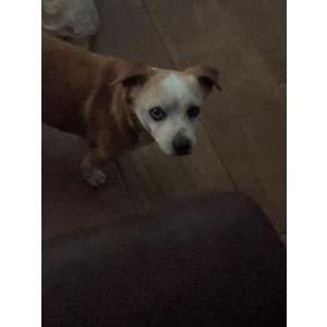 Image of Brandy, Lost Dog