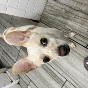 Lost Dog Freddy