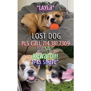 Lost Dog Layla