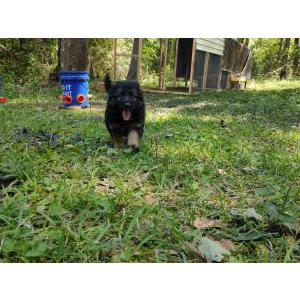 Image of CESAR, Lost Dog
