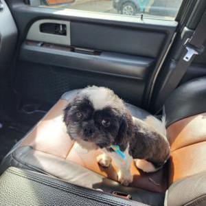 Image of Kobe, Lost Dog