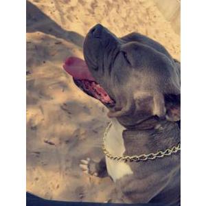 Lost Dog Loki