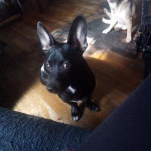 2nd Image of Phat phat, Lost Dog