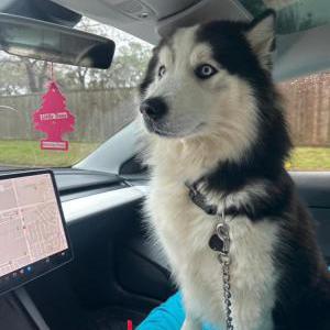 Lost Dog Polar