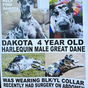 Image of Dakota, Lost Dog