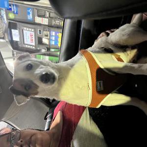 Found Dog Unsure