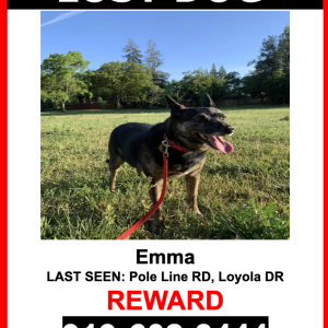 Lost Dog Emma