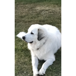 Lost Dog yogi