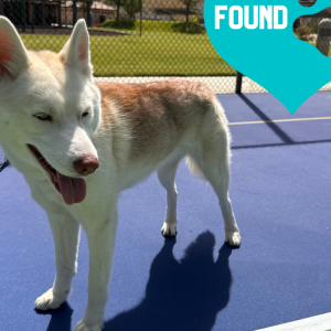 Found Dog Unknown