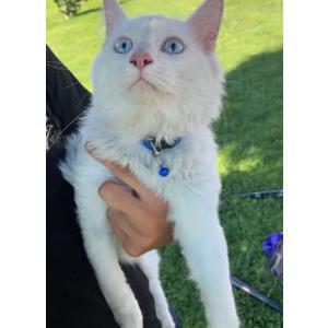 Image of Dayday, Lost Cat